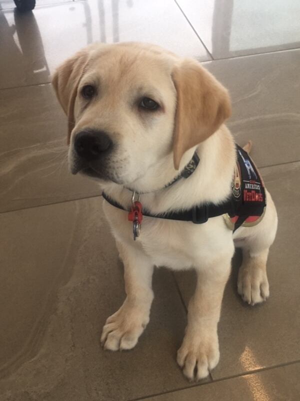 Spike is a 13-week-old Labrador Retriever who will be trained to be a service dog because of a partnership between Atlanta United and VetDogs.