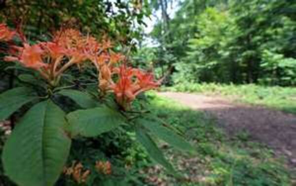 The Atlanta Botanical Garden has plenty of paths that are perfect for taking a leisurely stroll.