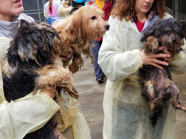 Ten of the 700 dogs found by USA Rescue Team are being tended to in Atlanta.