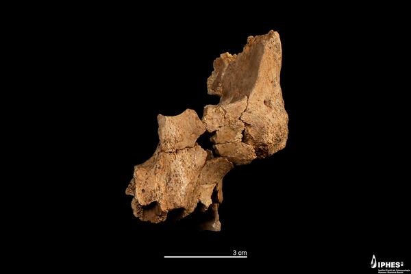 This image provided by the Catalan Institute of Human Paleoecology and Social Evolution in March 2025, shows a fossil of the left midface of a hominin between 1.1 million and 1.4 million years old recovered from the Sima del Elefante site in Sierra de Atapuerca, Burgos, Spain. (Maria D. Guillén/IPHES-CERCA via AP)