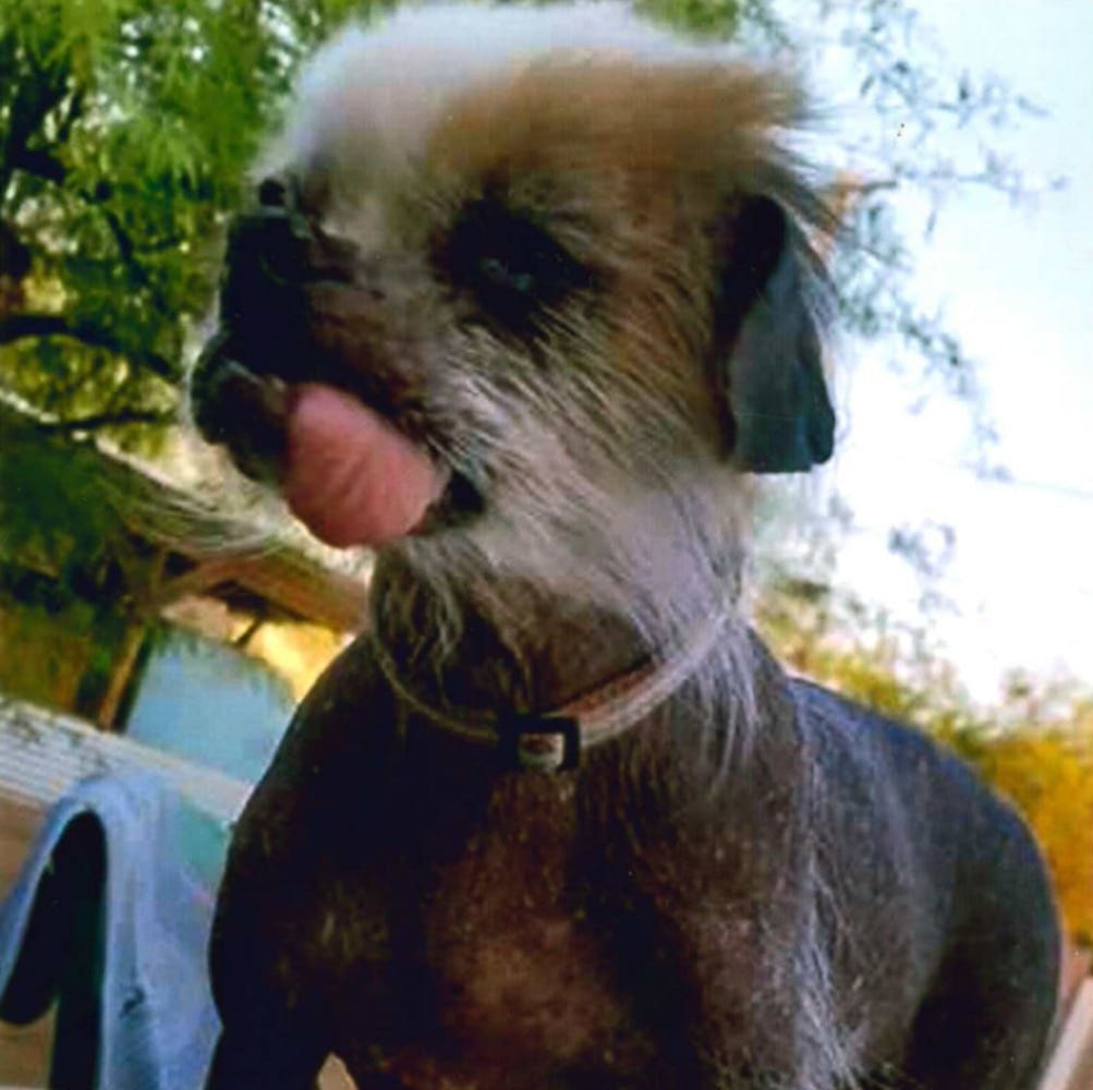 Photos: 2018 World’s Ugliest Dog contestants