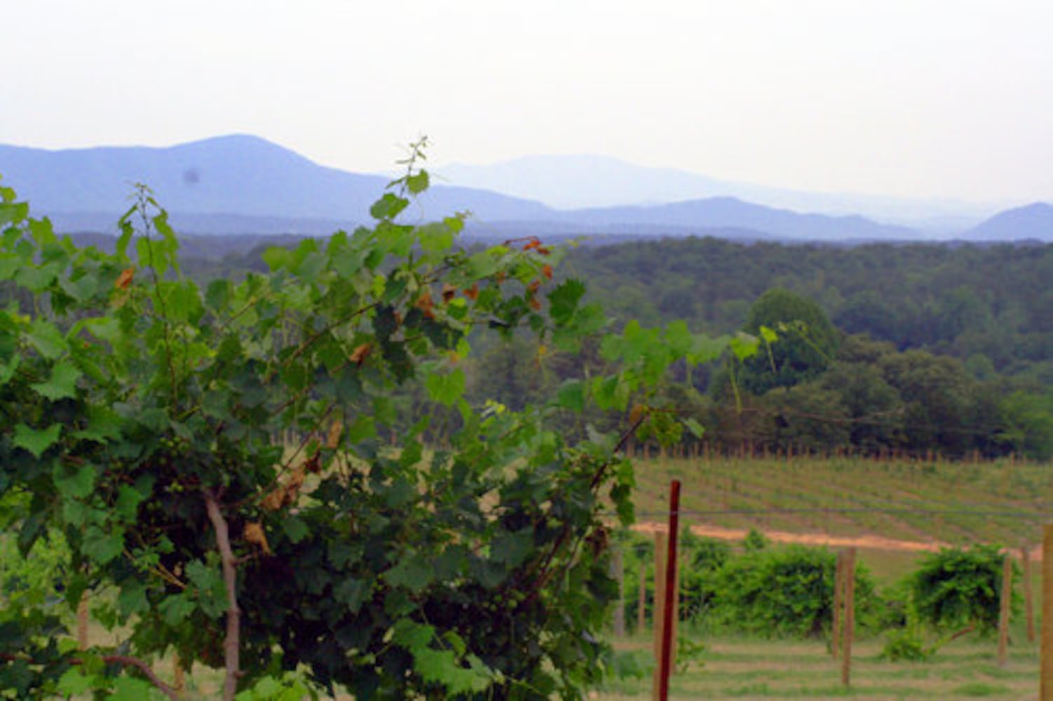 Muscadines in season