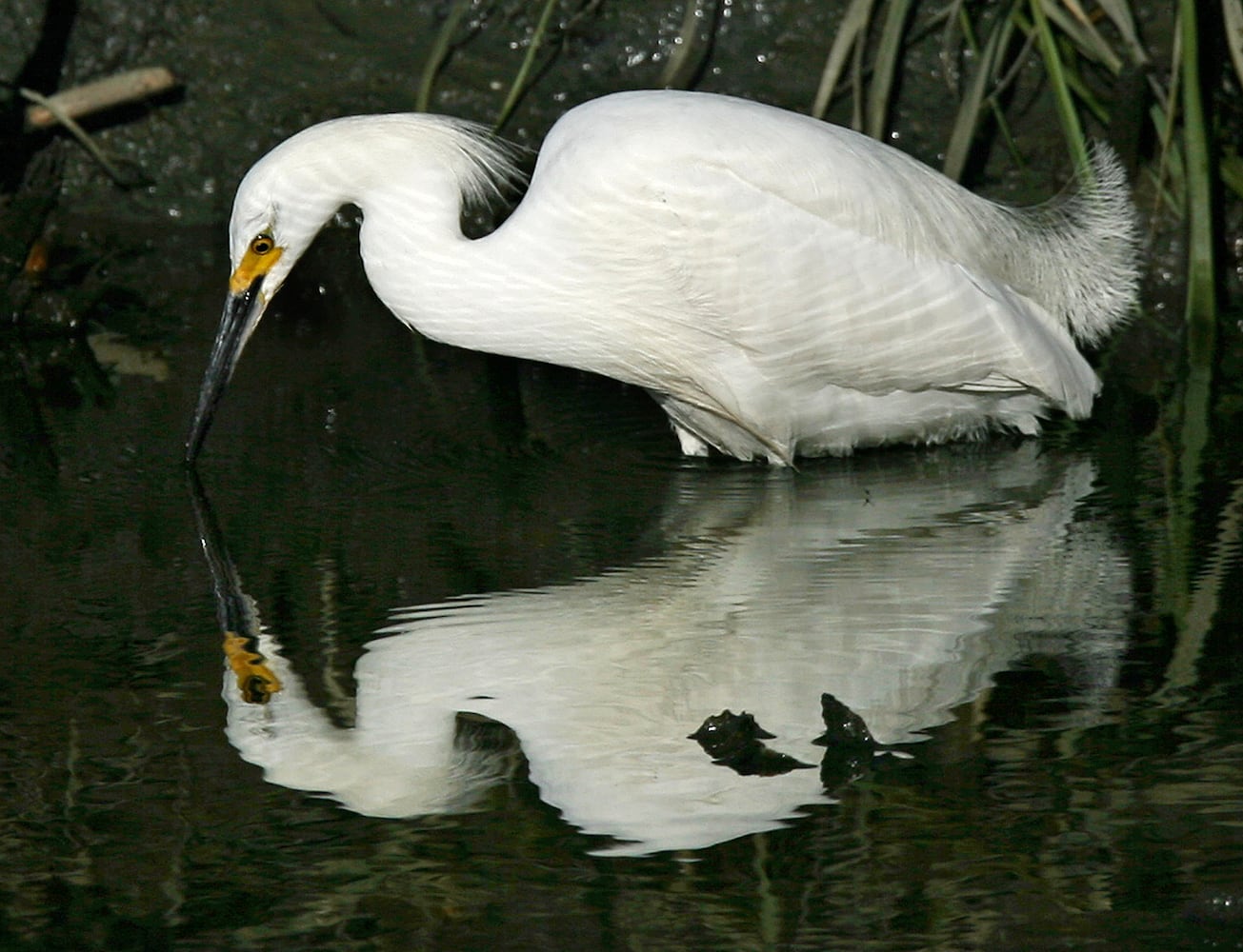 Coastal birds of Georgia