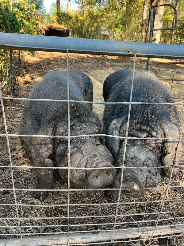 Ming and Zhou are the last hogs from the final group of Meishan hogs imported from China. Courtesy of Laura Jensen