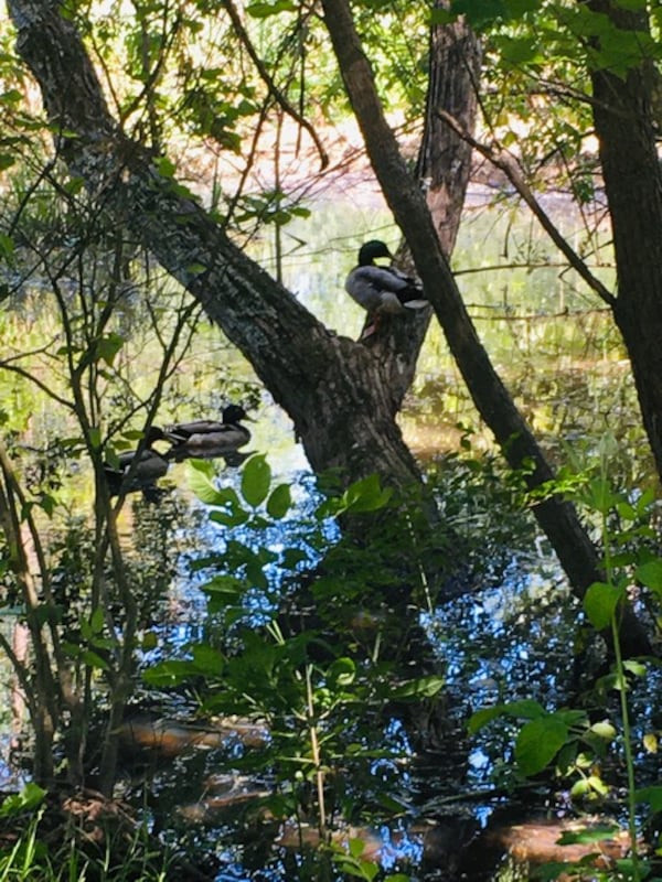 This was taken in May 2020 at the wetlands at the corner or Briarcliff and Briarlake, just down the street from Lakeside High School in Dekalb County. "I didn’t know ducks would get in trees," wrote Gene Turner of  Atlanta.