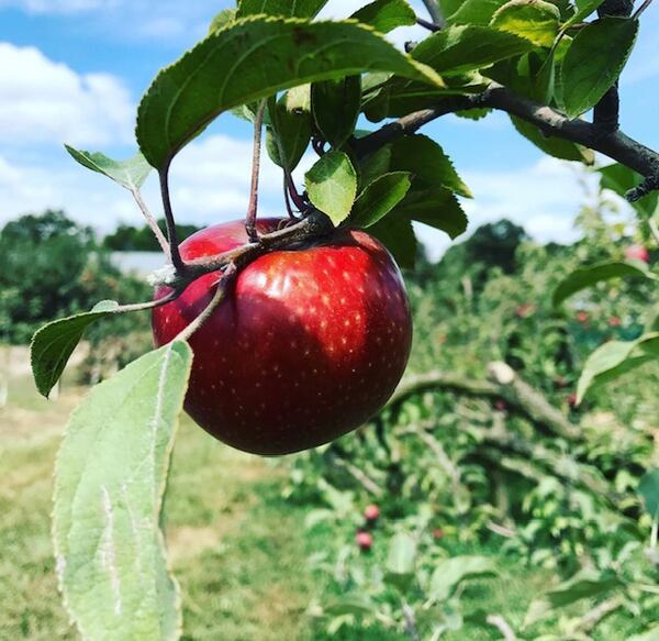 By all accounts this year’s crop of apples is one of the best in years. 
(Courtesy of Hillcrest Orchards)