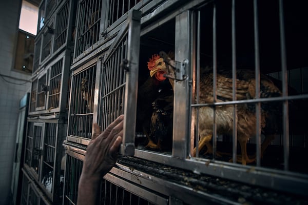 An employee closes a cage inside the La Granja Live Poultry Corporation in New York. In January Georgia was the first commercial case of bird flu since the 2022 outbreak. (AP Photo/Andres Kudacki)