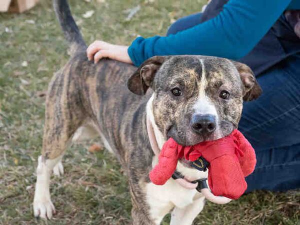 Ichigo is our pet of the week from the folks  at Lifeline.