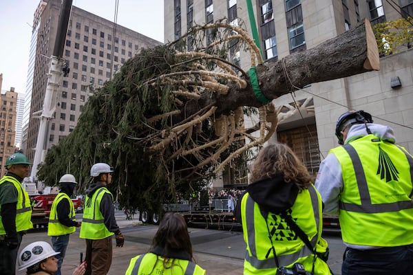 Workers secure the Rockefeller Center Christmas tree as it is lifted by a crane into place at Rockefeller Plaza, Saturday, Nov. 9, 2024, in New York. (AP Photo/Yuki Iwamura)