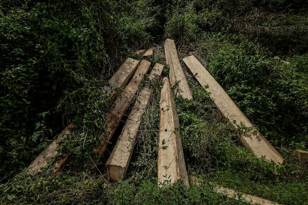 Logs sit on the side of a road leading to the areas of several wood pellet production companies in Pohuwato, Gorontalo province, Indonesia, Tuesday, Oct. 22, 2024. (AP Photo/Yegar Sahaduta Mangiri)