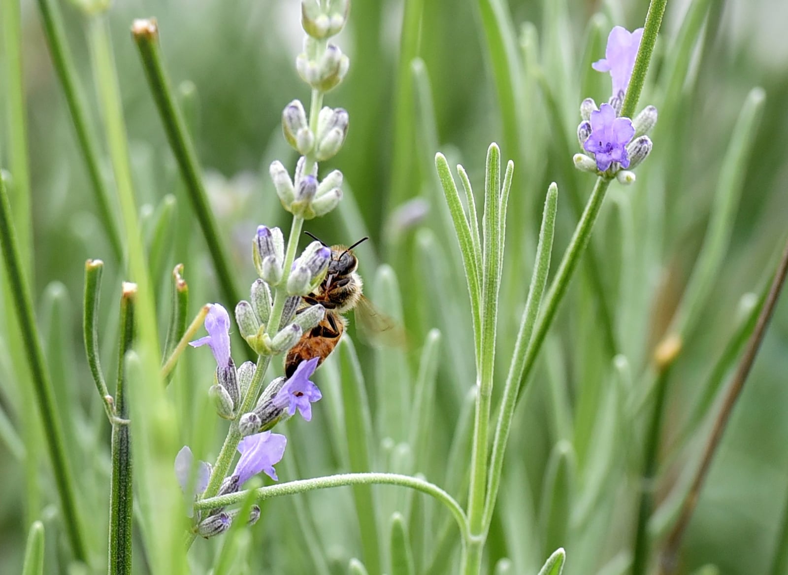 The honeybee plays such an important role in Georgia agriculture that it has been the official insect of the state since 1975. HYOSUB SHIN / HYOSUB.SHIN@AJC.COM