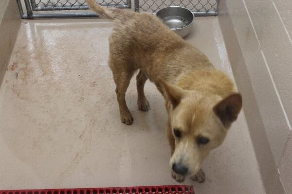 Photos courtesy of Gwinnett County animal shelter.