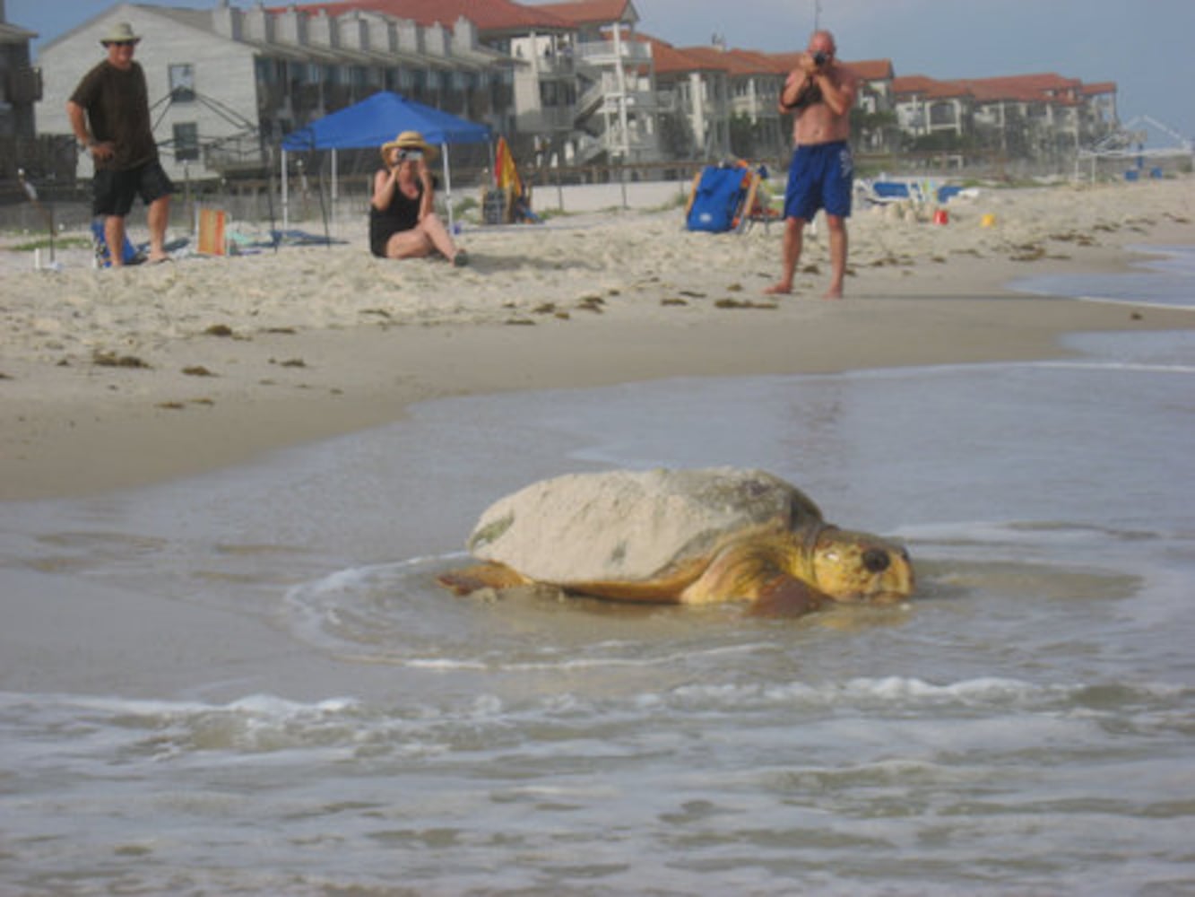 Rare daytime egg-laying sea turtle draws crowds in Florida