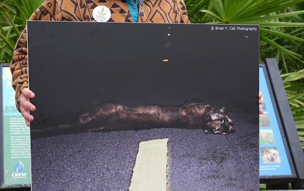 Michael McGrath of the Sierra Club holds an undated photograph showing a panther killed on the road at the CREW Wildlife and Environmental Area in Southwest Florida, Wednesday, Jan. 15, 2025. (AP Photo/Lynne Sladky)