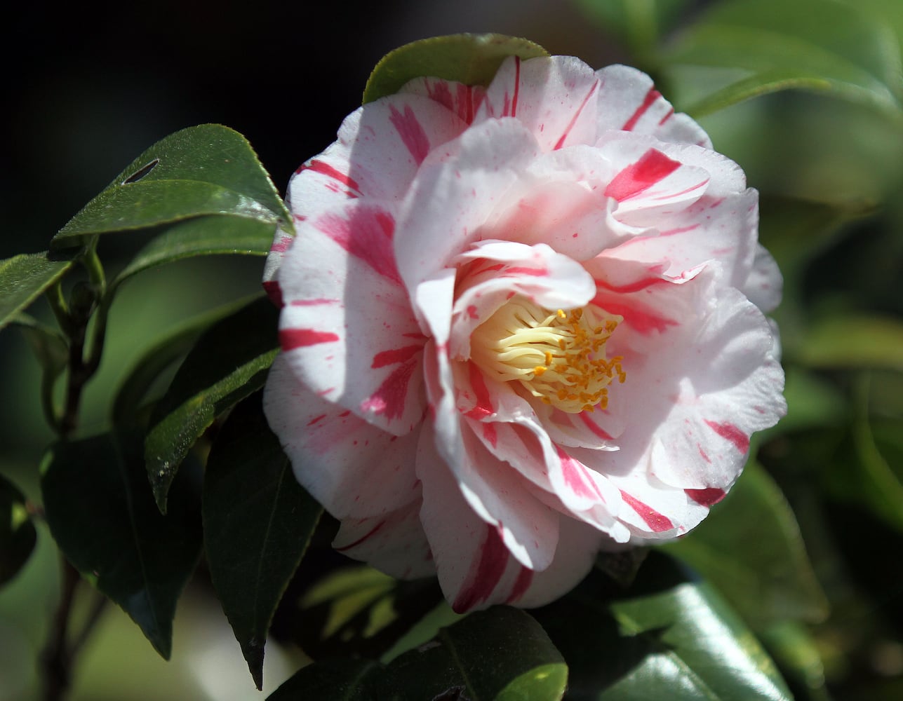 Augusta National Golf Club, which was originally built on the former 365-acre Fruitland Nurseries, is full of blooming flowers.