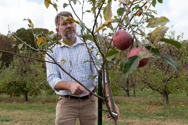 Ray Covington, superintendent of the Georgia Mountain Research and Education Center near Blairsville, looks at a Terry Winter apple tree, one of the 138 varieties of heritage apples he’s helping to grow at the center’s orchard. (Ben Gray for the AJC)