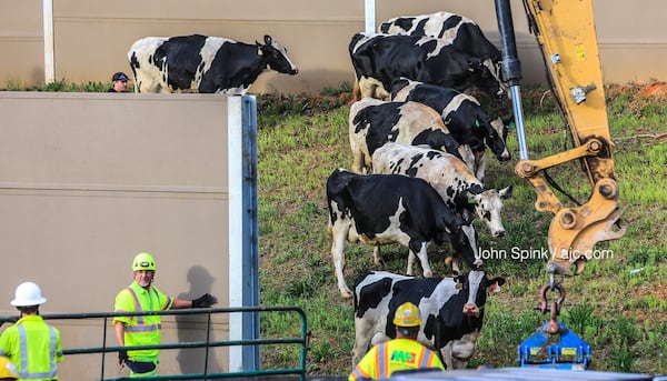 Cows set loose from an overturned tractor-trailer on I-75 South in Cobb County Thursday morning were herded to the side of the interstate while crews worked to clean up the wreck. JOHN SPINK / JSPINK@AJC.COM