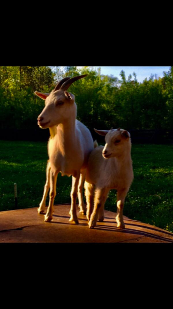 Jeremiah Thacker of Milton shared this photo of inquisitive mama goat and her kid in late afternoon sun. He took it a couple of years ago at his farm.