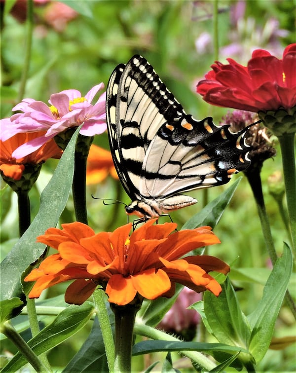 Liz Boyer shared this springtime photo from her zinnia garden.