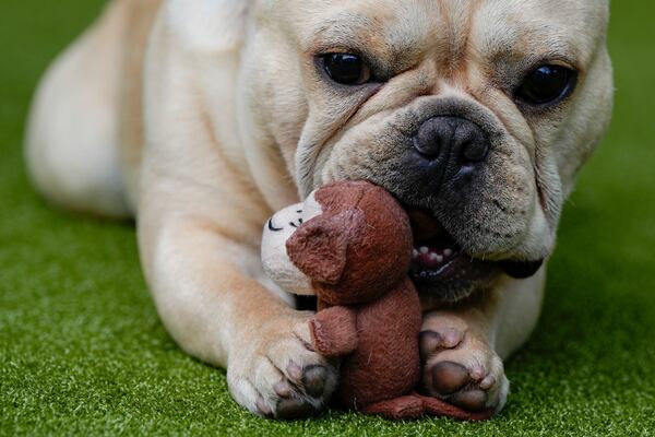 FILE - A French bulldog plays with a toy during breed group judging at the 148th Westminster Kennel Club Dog show, Monday, May 13, 2024, at the USTA Billie Jean King National Tennis Center in New York. (AP Photo/Julia Nikhinson, file)