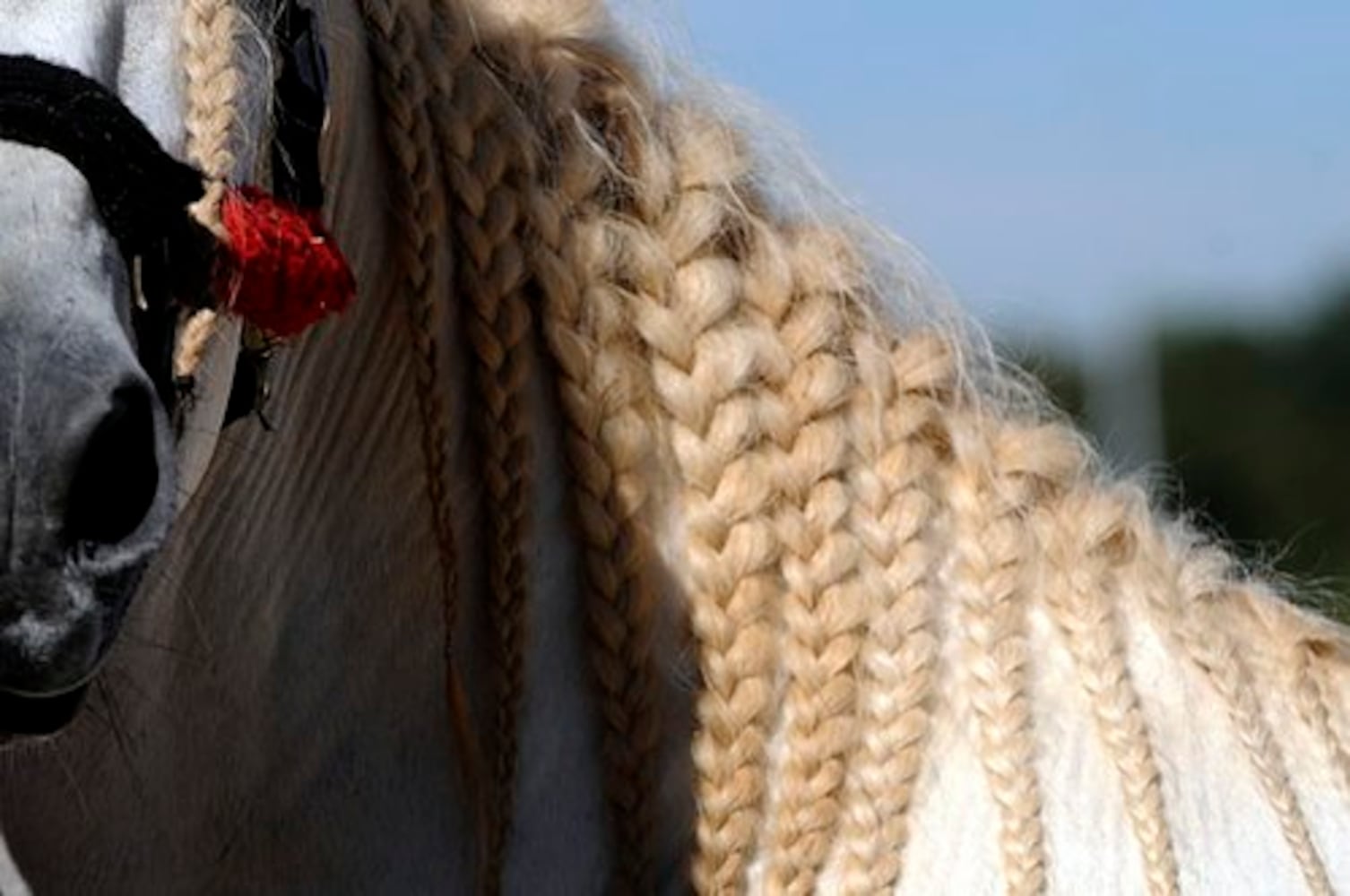 Cavalia' horses arrive in Atlanta