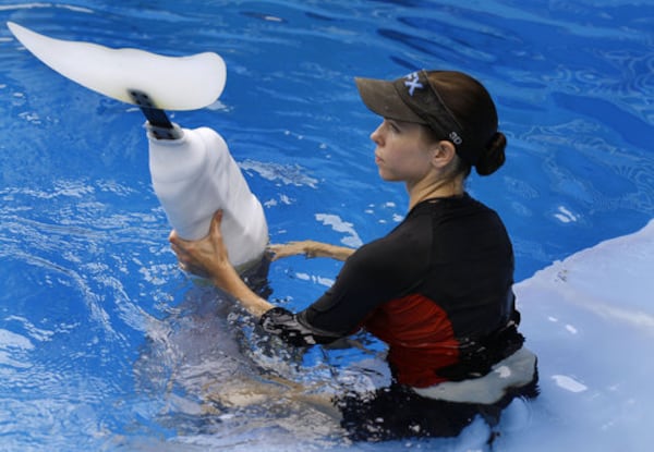 Clearwater Marine Aquarium senior marine mammal trainer Abby Stone shows Winter's prosthetic tail. (AJC file photo)