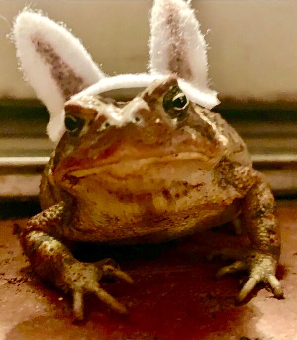 "This toad showed up at my back door almost every night last summer. I made hats and headwear  for him every time." wrote Patti Krohngold. "I thought this was a perfect picture of him for Easter."