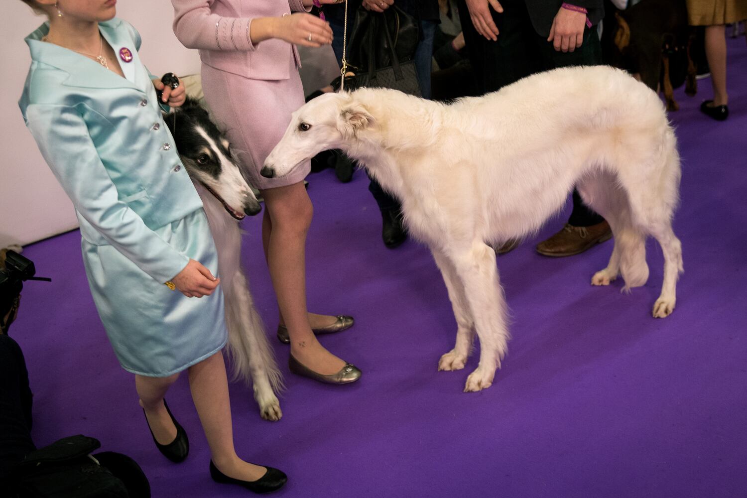 2017 Westminster Dog Show