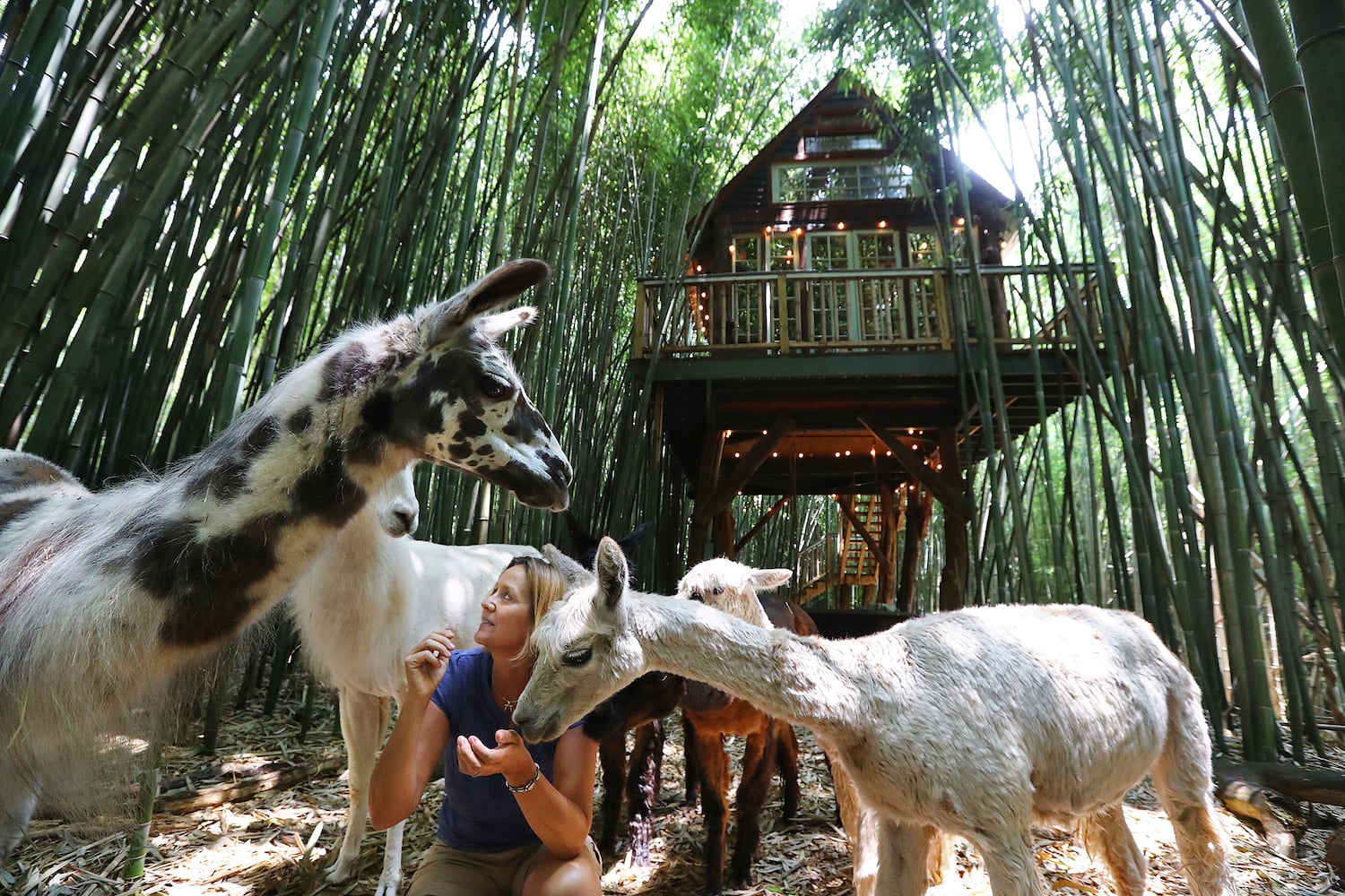 Atlanta Airbnb with llamas inside a bamboo forest