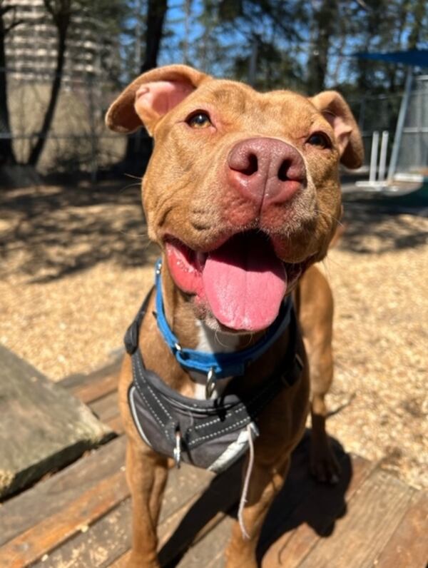 Elexis is one of many adoptable pets at the Lifeline Community Animal Center