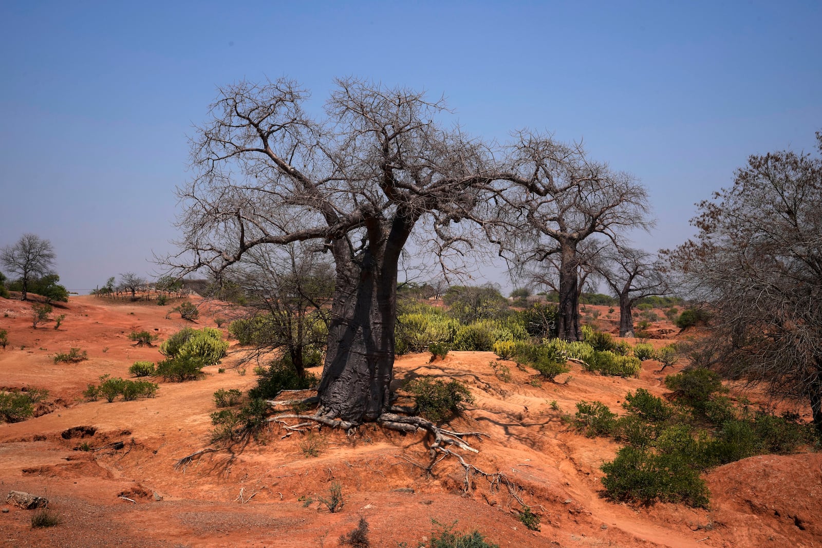 Baobab trees stand in Chirundu, Zambia, Thursday, Sept. 26, 2024. (AP Photo/Themba Hadebe)