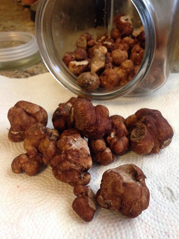 Pecan truffles grow from the roots of pecan trees. Contributed by Ancil Jacques