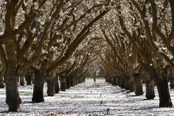 White leaves from blooming almond trees blanket the ground at an orchard Friday, March 7, 2025, in Newman, Calif. (AP Photo/Godofredo A. Vásquez)