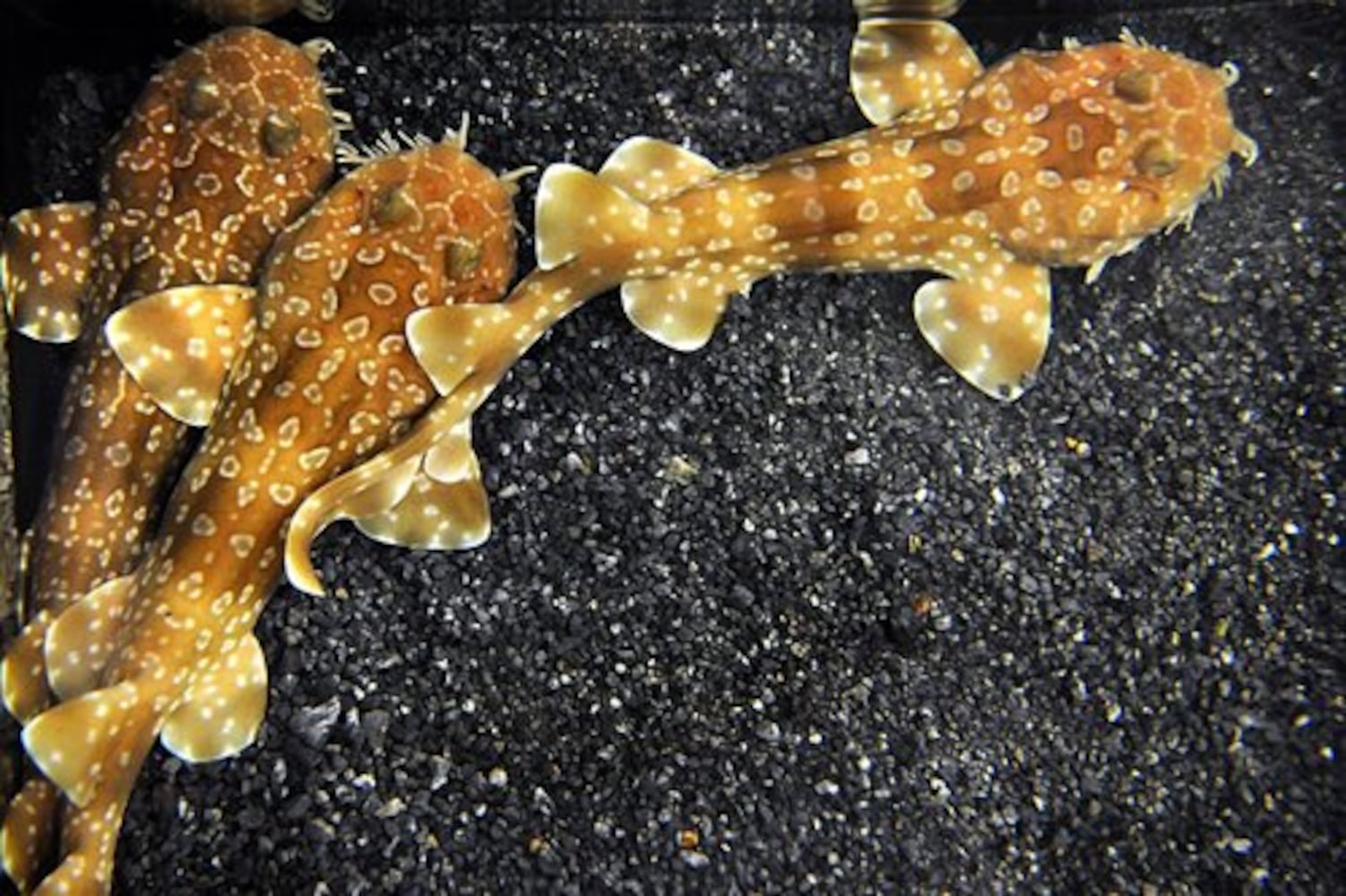 Wobbegong shark pups