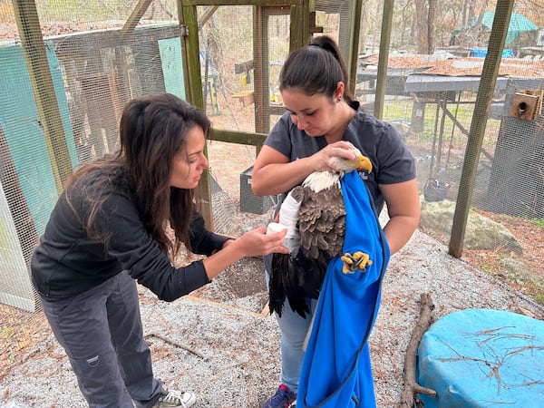 AWARE’s Director of Animal Care Marjan Ghadrdan bandages the bald eagle’s right wing while Sami Netherton carefully holds the injured bird.
(Courtesy of AWARE Wildlife Center)