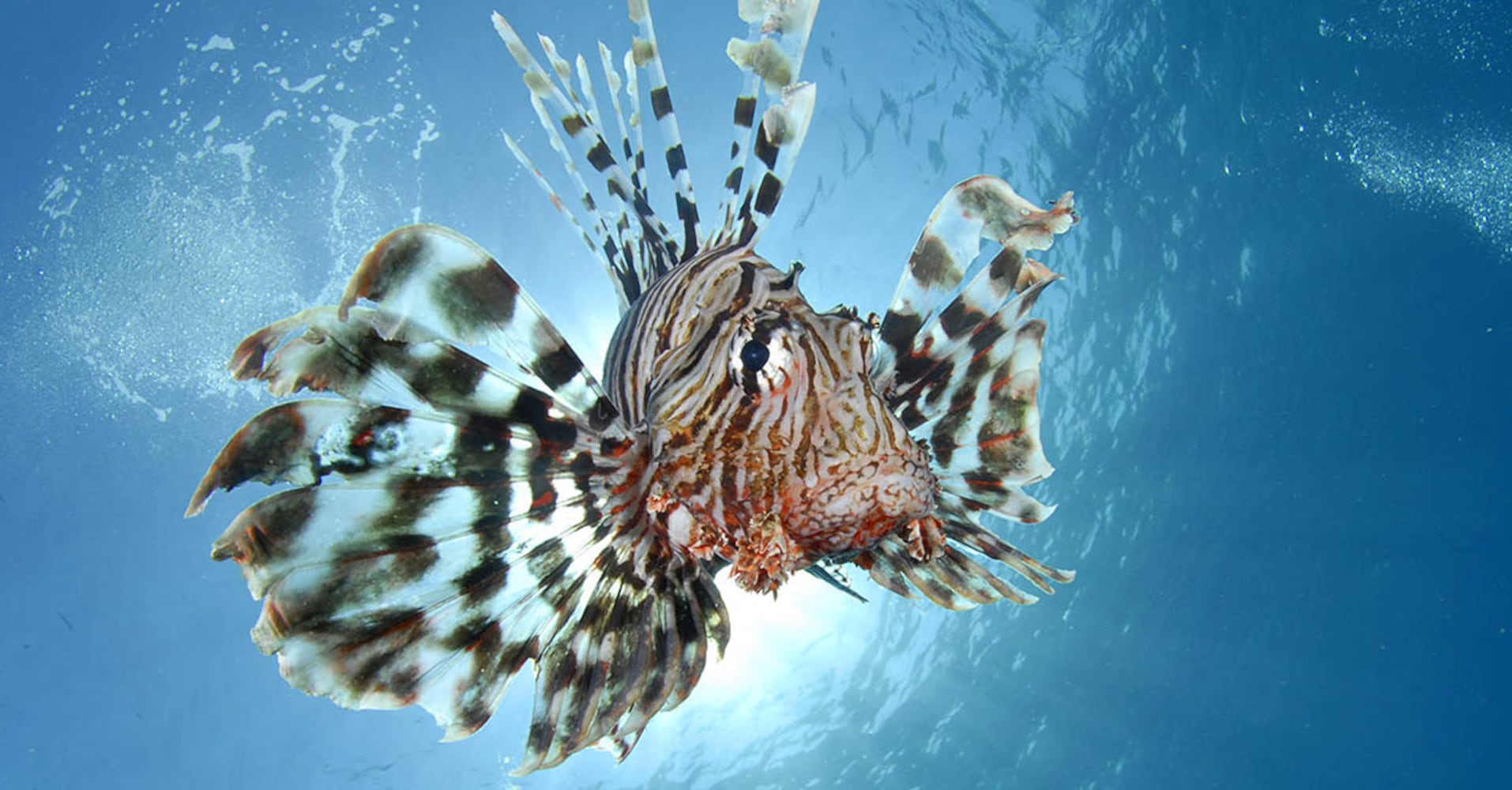 Lionfish