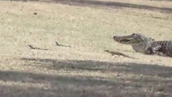 A mother alligator herds 12 babies across a gold course in Punta Gorda, Florida.