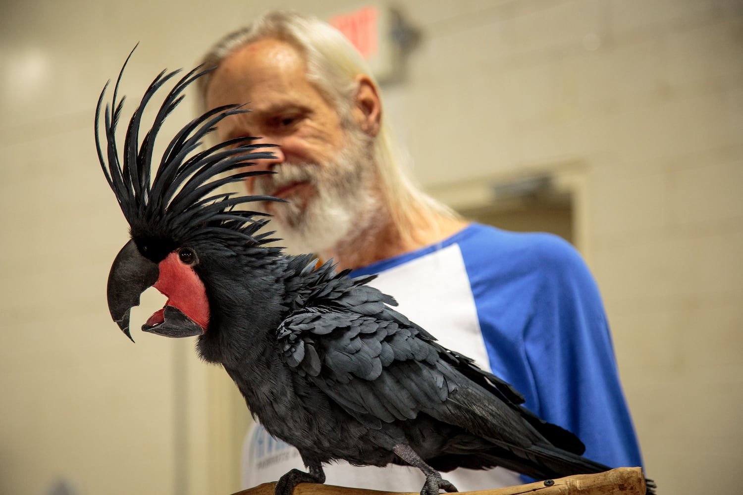 Southeast Exotic Bird Fair