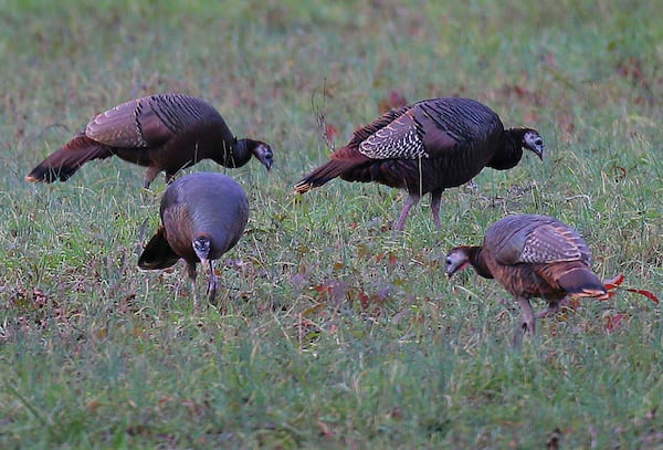 A flock of wild turkeys forage for a meal in a pecan orchard off Hwy 11 near Covington on Sunday, Dec. 23, 2012. The eastern wild turkey was found in Georgia's forests long before Columbus ever landed in the "New World." Wild turkeys were hunted and utilized heavily by Native Americans. William Bartram wrote of seeing large flocks as he traveled across Georgia during the late 1700s. CURTIS COMPTON / CCOMPTON@AJC.COM