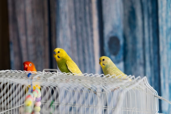 Phyllis Goss' birds, from left, Mango, Zack and Zeek, sit on a cage inside her studio apartment at Smith Tower Apartments on Monday, March 10, 2025, in Vancouver, Wash. (AP Photo/Jenny Kane)