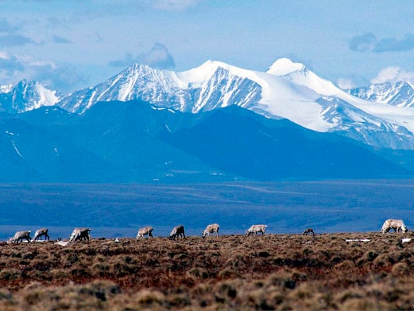 FILE - Caribou graze in the Arctic National Wildlife Refuge in Alaska, on June 1, 2001. (AP Photo/File)