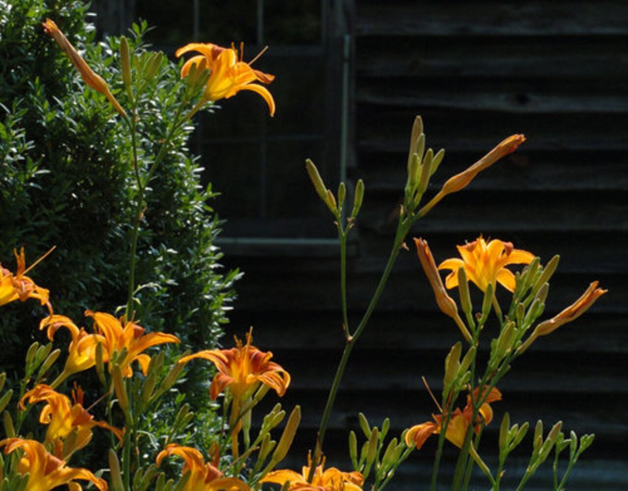 Protecting Cobb County's Hyde Farm