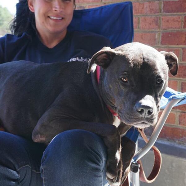 Piggles is one of the staff picks from Lifeline Animal Project in DeKalb County.