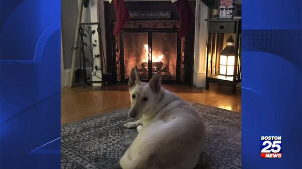 Nahant Police Officer Timothy Furlong's family dog, Lucy (pictured) was attacked by a loose pit bull in his family's neighborhood.