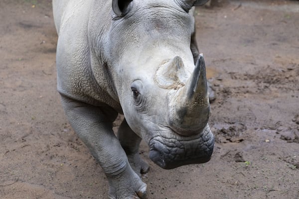 Mumbles, a two-ton southern white rhinoceros, arrived at Zoo Atlanta Wednesday. CONTRIBUTED: ZOO ATLANTA