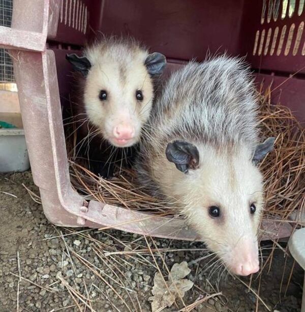 AWARE Wildlife Center recently nurtured these orphaned opossum siblings to prepare them for release back into the wild. Before the pandemic, AWARE worked with as many as 250 injured or orphaned animals at a time; now it is limited to working with around 50 "patients."
Courtesy AWARE Wildlife Center