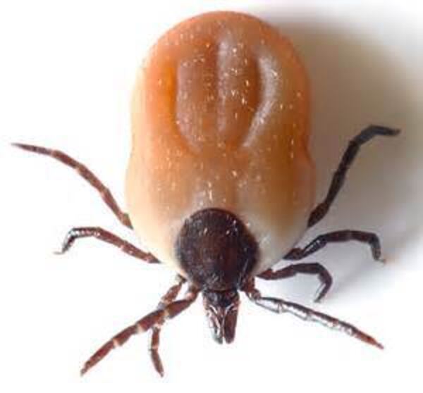 The CDC says to avoid folk remedies involving nail polish or petroleum and instead use tweezers to remove ticks safely.