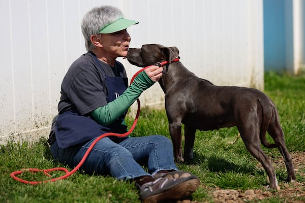 Dekalb County animal shelter volunteer Andrea Seidl pets Ziv as they play in one of the patios of the facility on Thursday, March 21, 2024. The shelter is holding dozens of dogs who were seized from their owners after they were charged with neglect or cruelty. The cases can drag on for months, even years, leaving dogs tin a limbo waiting to resolve their court cases.
Miguel Martinez /miguel.martinezjimenez@ajc.com