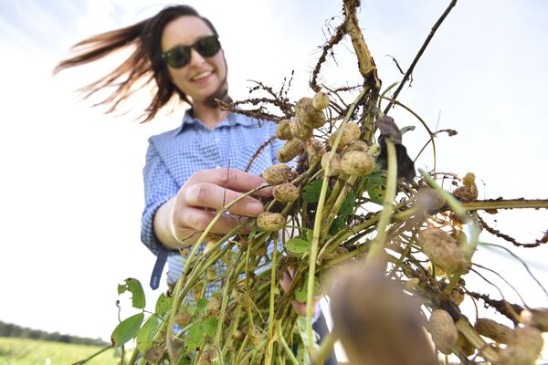 Casey Cox, sixth-generation farmer, holds peanut stems at her family farm in Mitchell County in October. It’s been six years since Florida took its long-running water rights grievances against Georgia to the Supreme Court, and since then the focus of its suit has shifted from metro Atlanta to the farmland of southwest Georgia. (Hyosub Shin / Hyosub.Shin@ajc.com)