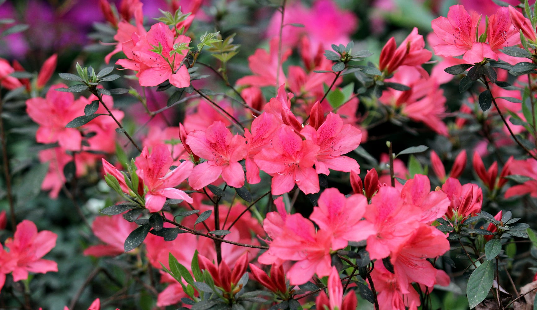 Augusta National Golf Club, which was originally built on the former 365-acre Fruitland Nurseries, is full of blooming flowers.